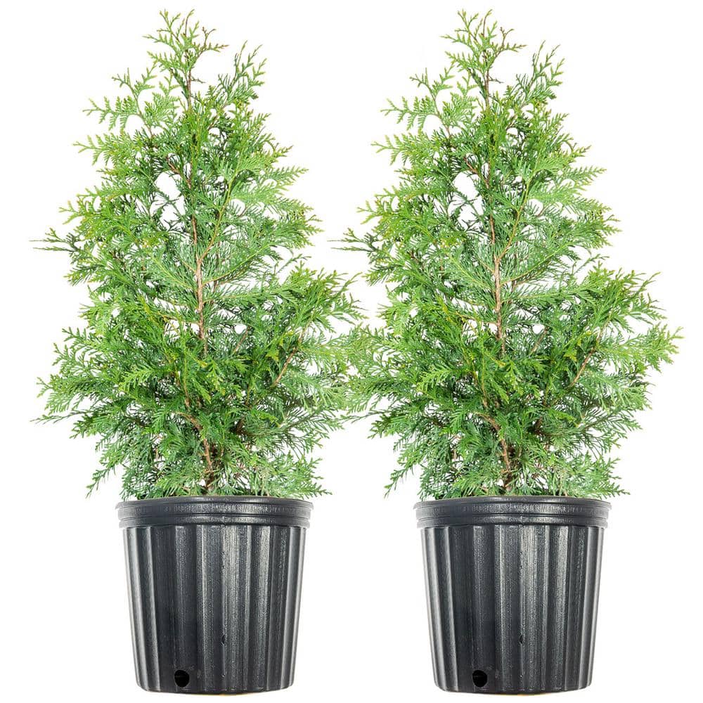 Northlight 35133813 2 ft. Artificial Cedar Pine Petite Arborvitae Tree in Round Pot Unlit, 1