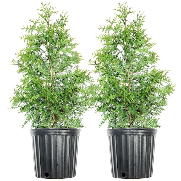 3 ft. - 4 ft. Thuja Green Giant Tree (2-Pack)