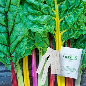 Chard Bright Lights 15 ft. Seed Tape