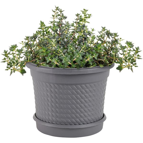 0.5 Gal. German Thyme Plant