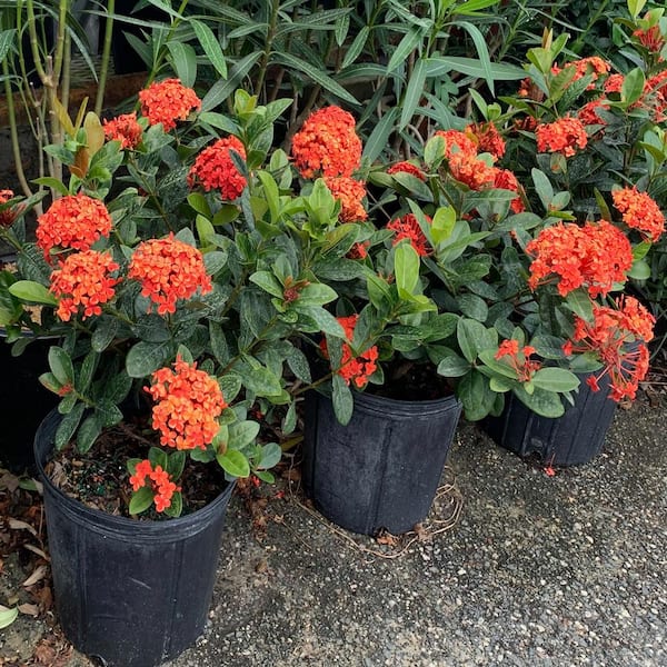OnlinePlantCenter 10 in. Maui Red Ixora Flowering Shrub with Red Flowers