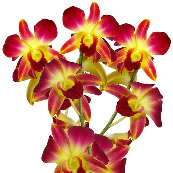 Globalrose 70 Yellow Dyed Sonia Orchid Flowers- Fresh Flower Delivery