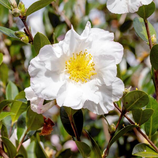 national PLANT NETWORK 1 gal. Camellia Sasanqua Northern Exposure