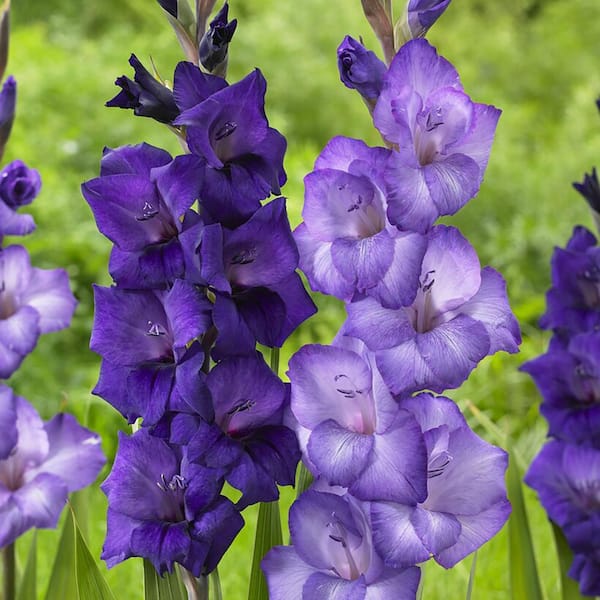 Gladiolus Cyan Blend Set of 25 Bulbs