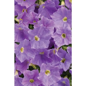4.25 in. Grande Supertunia Blue Skies (Petunia) Live Plant, Blue Flowers (4-Pack)