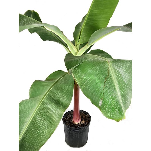Wekiva Foliage Dwarf Cavendish Banana-Live Tree in a 3 Gallon Pot-2 to 3 Feet Tall-Edible Fruit Bearing Tree