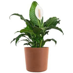 Peace Lily Plant Live Spathiphyllum Indoor Outdoor Plant in 10 in. Premium Ecopots Terracotta