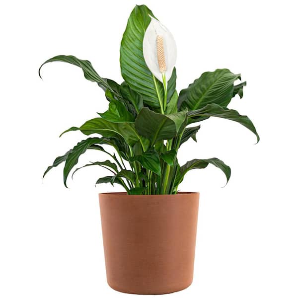 United Nursery Peace Lily Plant Live Spathiphyllum Indoor Outdoor Plant in 10 in. Premium Ecopots Terracotta