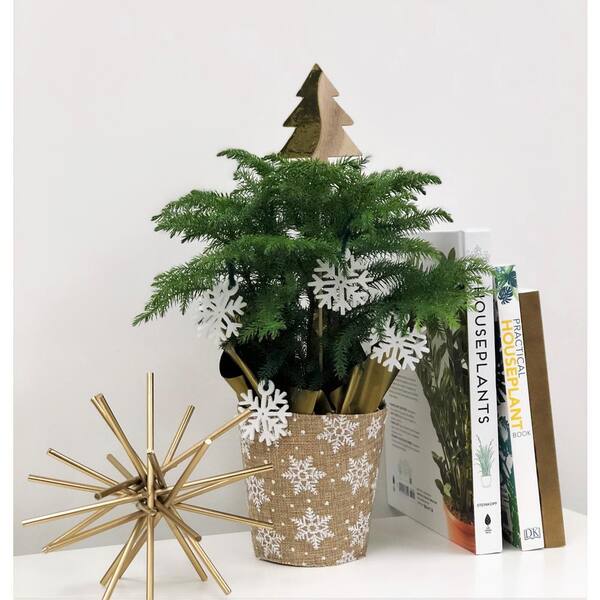 Costa Farms 4 In Fresh Norfolk Island Pine In Burlap Pot 4norfolkburlap The Home Depot