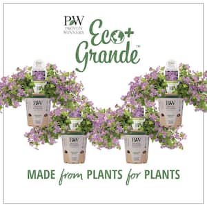 4.25 in. Eco+Grande, Snowstorm Blue Bacopa (Sutera) Live Plant, Lavender-Blue Flowers (4-Pack)