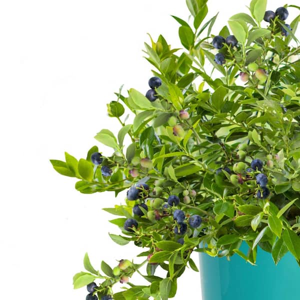 1 Gal. Bushel and Berry Midnight Cascade Hanging Blueberry Live Plant