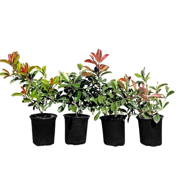 #1 Container Red Tip Photinia Evergreen Privacy Shrub (4-pack)