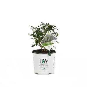 1 Gal. Beyond Midnight Bluebeard (Caryopteris) Live Shrub, Blue Flowers and Glossy Green Foliage