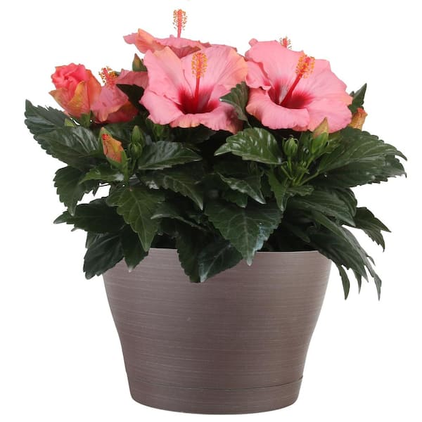 8 in Hibisqs Shrub in Upgrade Pot