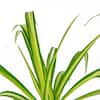 national-plant-network-house-plants-hd7740-c3.1