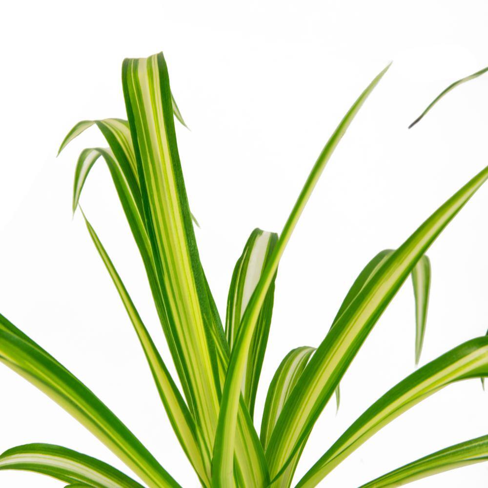 Indoor/Outdoor 6" Spider Plant Set in Brown Pots