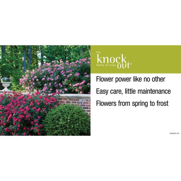KNOCK OUT 2 Gal. Red Knock Out Rose Bush with Red Flowers 19005