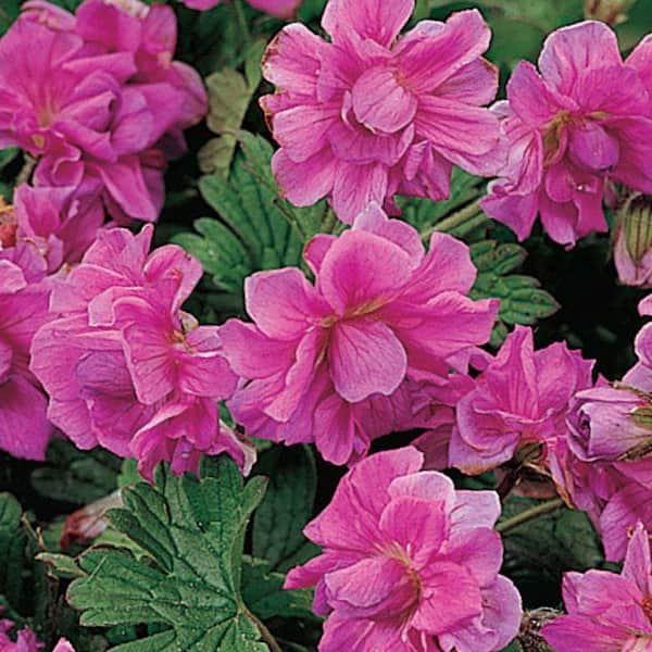Spring Hill Nurseries Birch's Double Everblooming Geranium, Live Bareroot Plant, Pink Flowering Perennial (3-Pack)