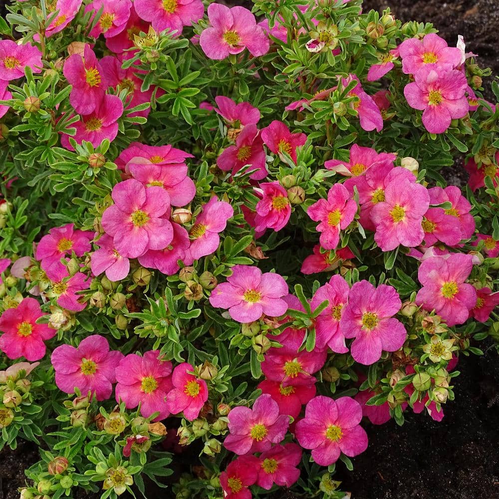 bloomin' easy jumbo pint bella bellissima potentilla live shrub, rich pink  flowers dgpe3650 - the home depot