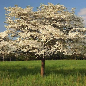 1 Gal. Cloud 9 Dogwood Flowering Deciduous Tree with White Flowers