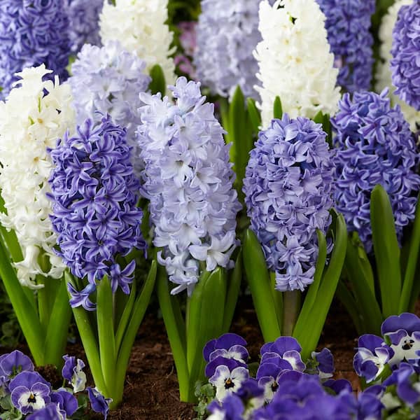 Garden State Bulb 15/16cm, Delft Blue Mixed Hyacinth Flower Bulbs (Bag of 50)