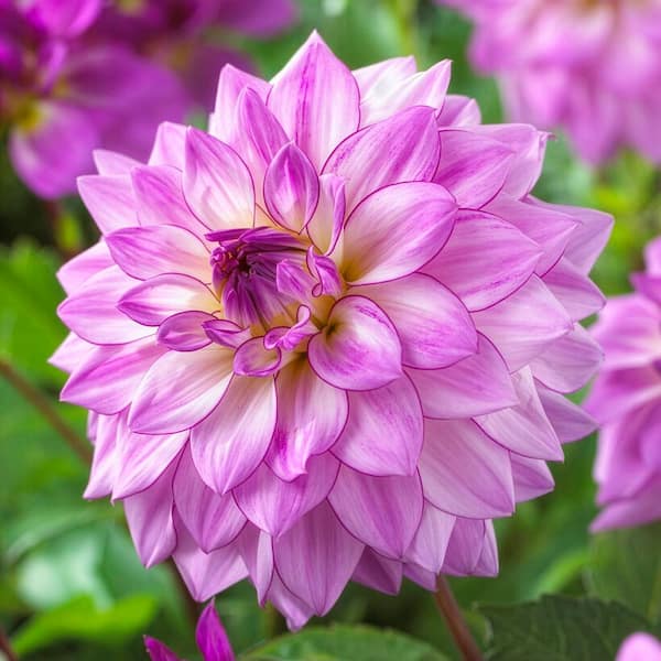 VAN ZYVERDEN Van Zyverden Dahlias Lake Michigan Set of 5 Bulbs