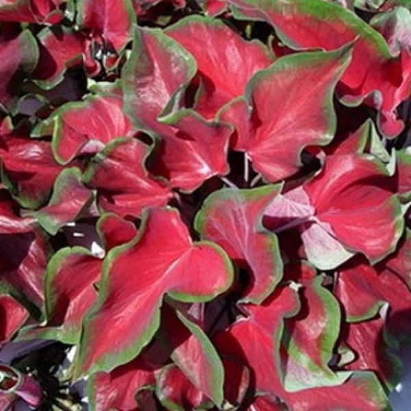 Pure Beauty Farms 2.5 Qt. Caladium Red Ruffles in 6.33 in. Grower's Pot