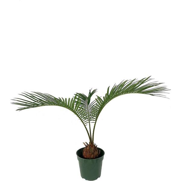 Wekiva Foliage Sago Palm-Live Plant in a 4 in. Pot-Cycas Revoluta-Beautiful Clean Air Indoor Outdoor Houseplant
