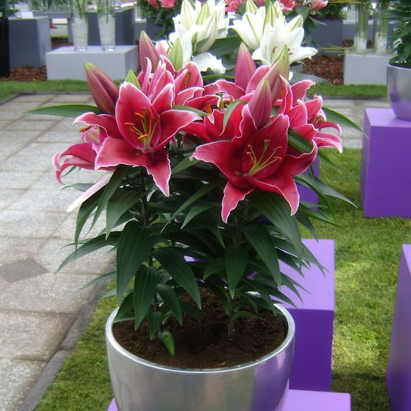 national PLANT NETWORK Bare Root LA Hybrid Lily Looks Collection
