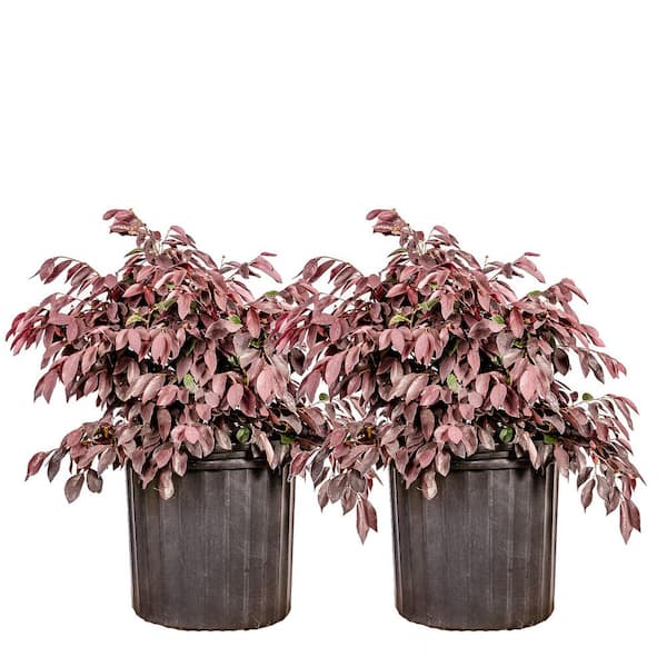 3 Gal. Zhuzhou Loropetalum Shrub (2-Pack)
