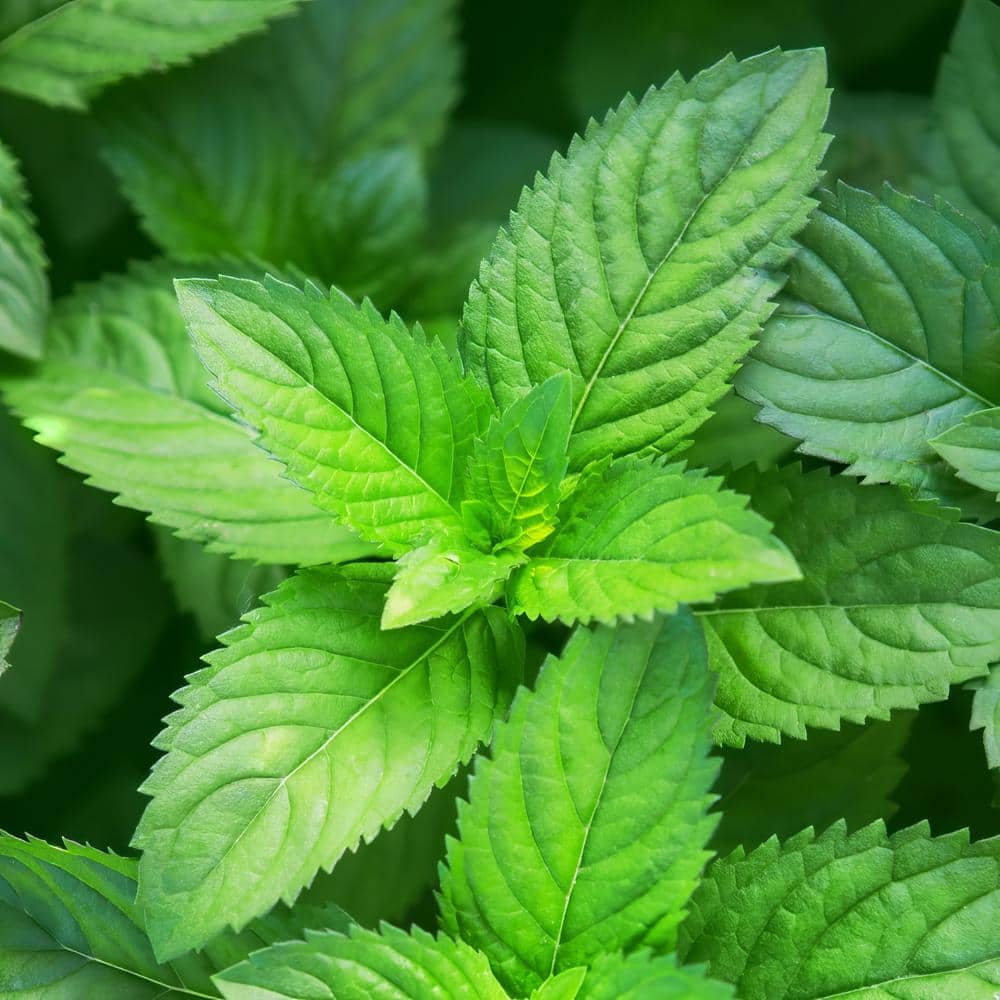 4-Inch Peppermint Herb Plant Pack, Fragrant and Edible