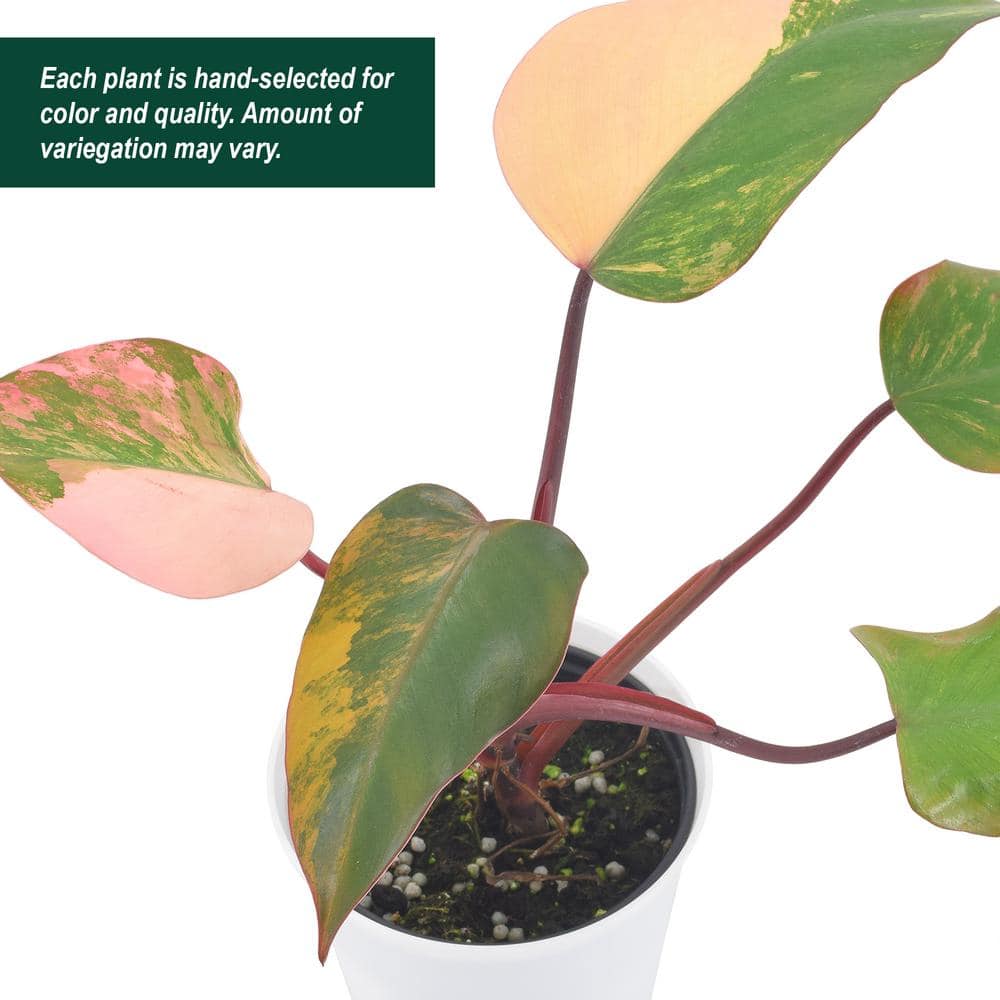 Philodendron Strawberry Shake in White Planter, Large Indoor Plant