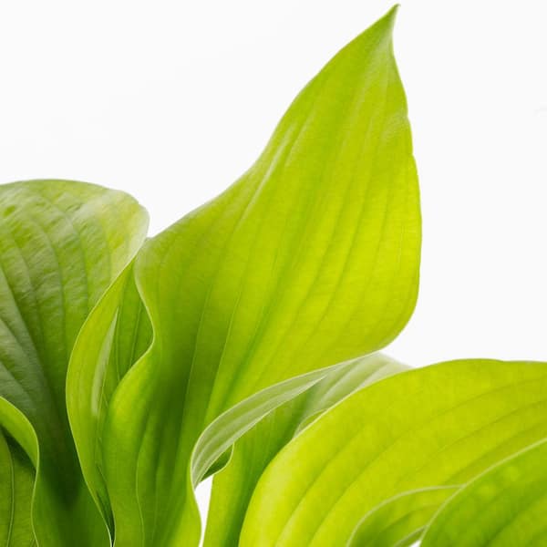 1 Qt. Green Royal Standard Hosta Perennial Plant
