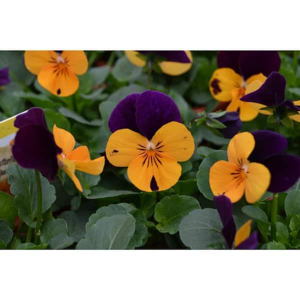 1.27 Qt. Orange Jump Up Viola Pansy Plant (6-Pack) 600587 - The