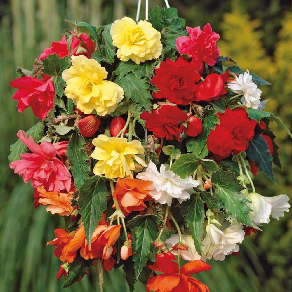 VAN ZYVERDEN Hanging Basket Begonias Mixed Colors Bulbs (Set of 5
