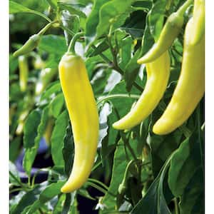 19 oz. Hot Banana Pepper Plant (2-Pack)