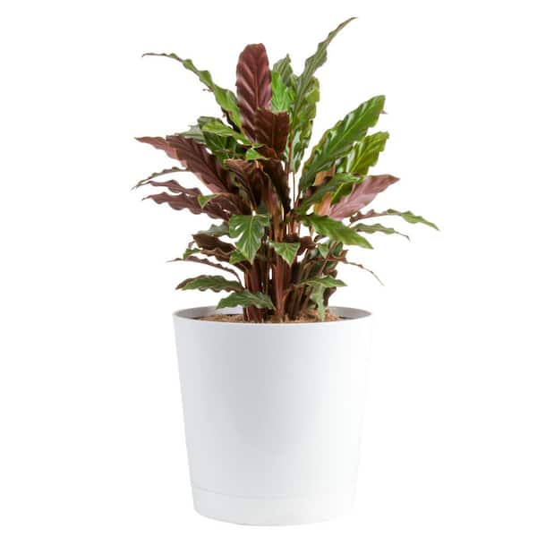 Costa Farms Grower's Choice Calathea Indoor Plant in 10 in. Decor Planter, Avg. Shipping Height 2-3 ft. Tall