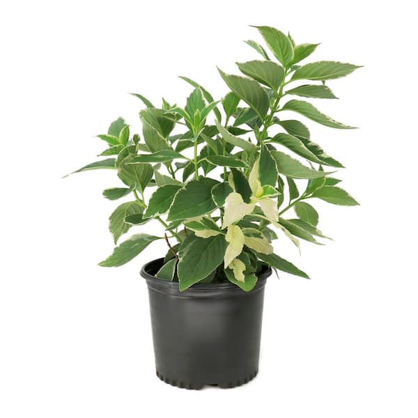 3 Gal. Hydrangea Variegated Shrub