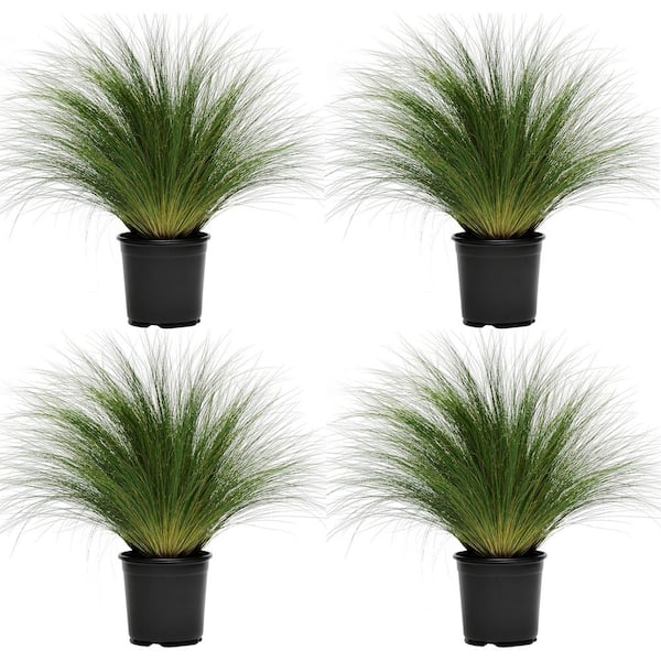 Unbranded Perennial Grass Stipa Pony Tails 2.5 qt. (4-Pack)