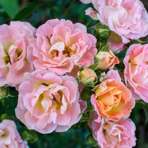3 Gal. Peach Drift Rose Bush with Pink-Orange Flowers