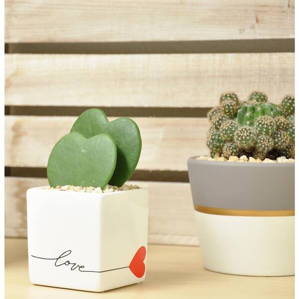 Love 5-Inches Tall White Ceramic Costa Farms Live Hoya Heart Succulent-Like Plant 