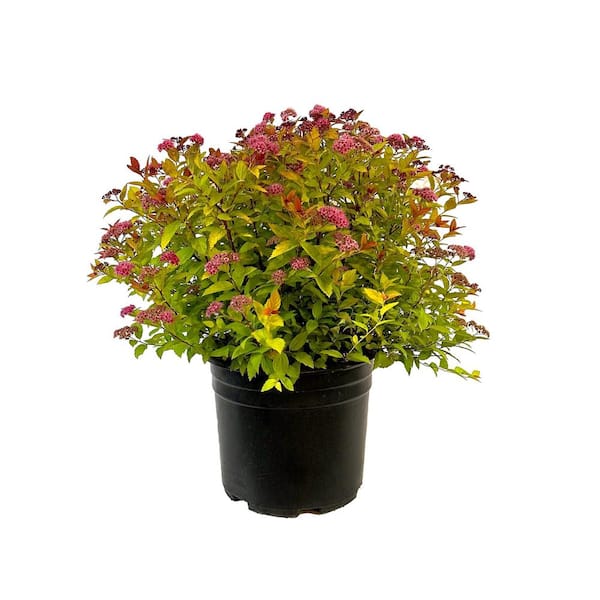 Unbranded 2.25 Gal. Flaming Mound Spiraea Live Shrub with Purple Pink Blooms