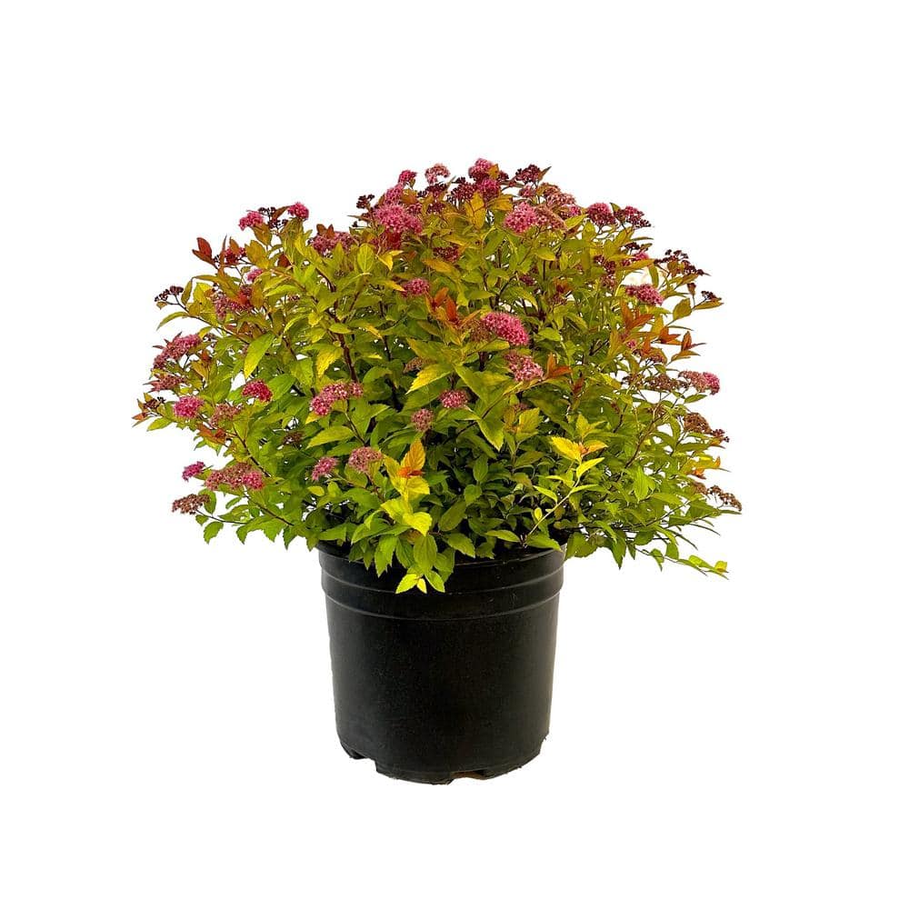 2.25 Gal. Flaming Mound Spiraea Live Shrub with Purple Pink Blooms ...