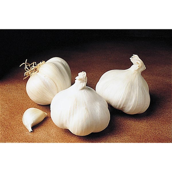 Gurney's California White Softneck Garlic Bulbs
