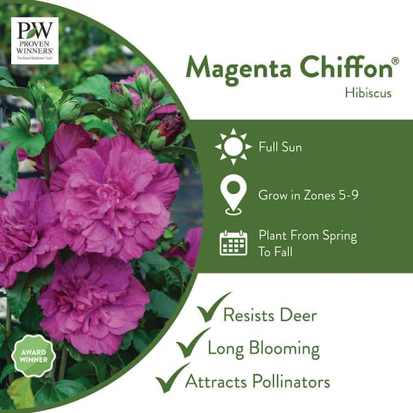 1 Gal. MagentaChiffonRose Of Sharon Hibiscus Live Plant, Purple Flowers