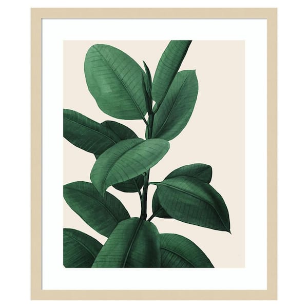 Amanti Art Jeweled Ficus I by Grace Popp 1 Piece Framed Giclee Nature Art Print 25 in. x 21 in.
