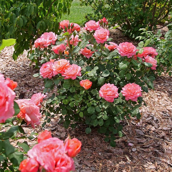 PROVEN WINNERS 2 Gal. Reminiscent Coral Rose Shrub 18339 - The