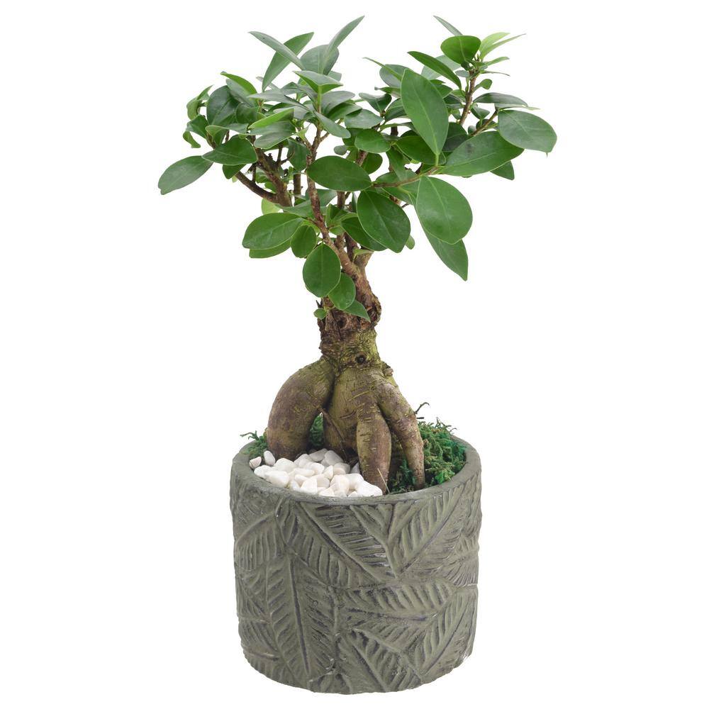Small Green Ficus Bonsai in Ceramic Planter