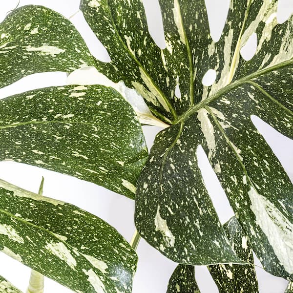 United Nursery Thai Constellation Monstera Deliciosa in 10