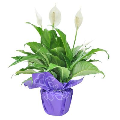 Spathiphyllum Peace Lily Plant in 6 in. Grower Pot Decorated in Gift Wrap